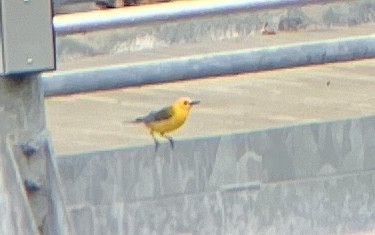Prothonotary Warbler - ML637592650
