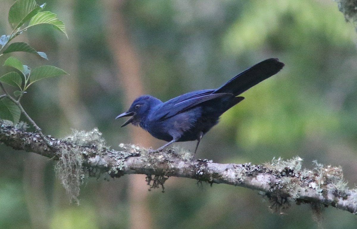 Unicolored Jay - ML637592654