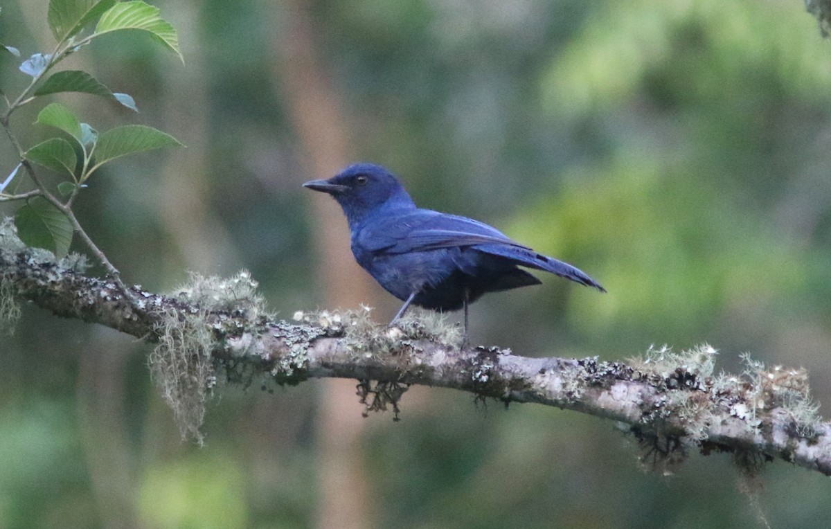 Unicolored Jay - ML637592666