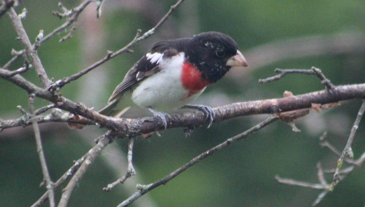 Rose-breasted Grosbeak - ML637592672