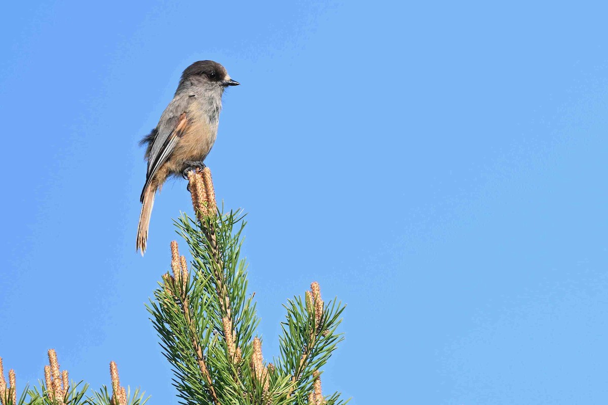 Siberian Jay - ML637592699