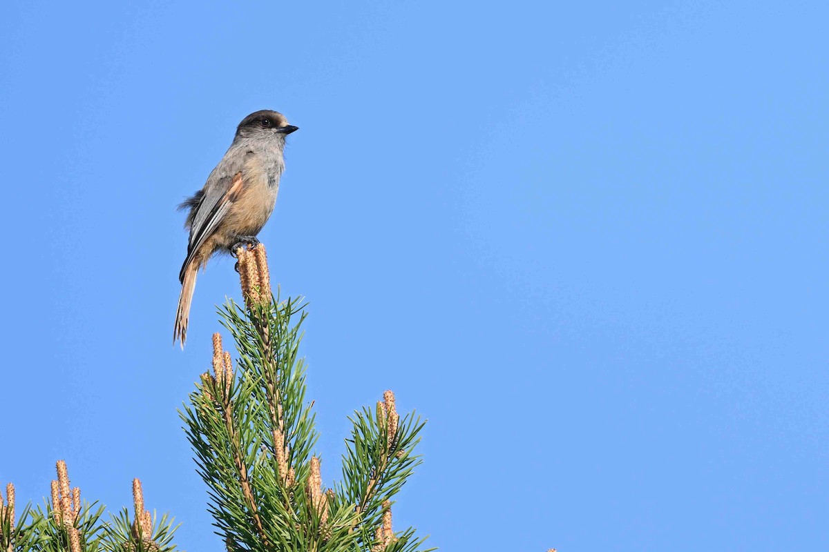 Siberian Jay - ML637592700