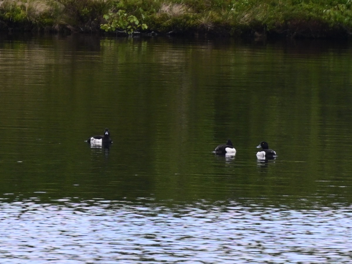 Tufted Duck - ML637592712