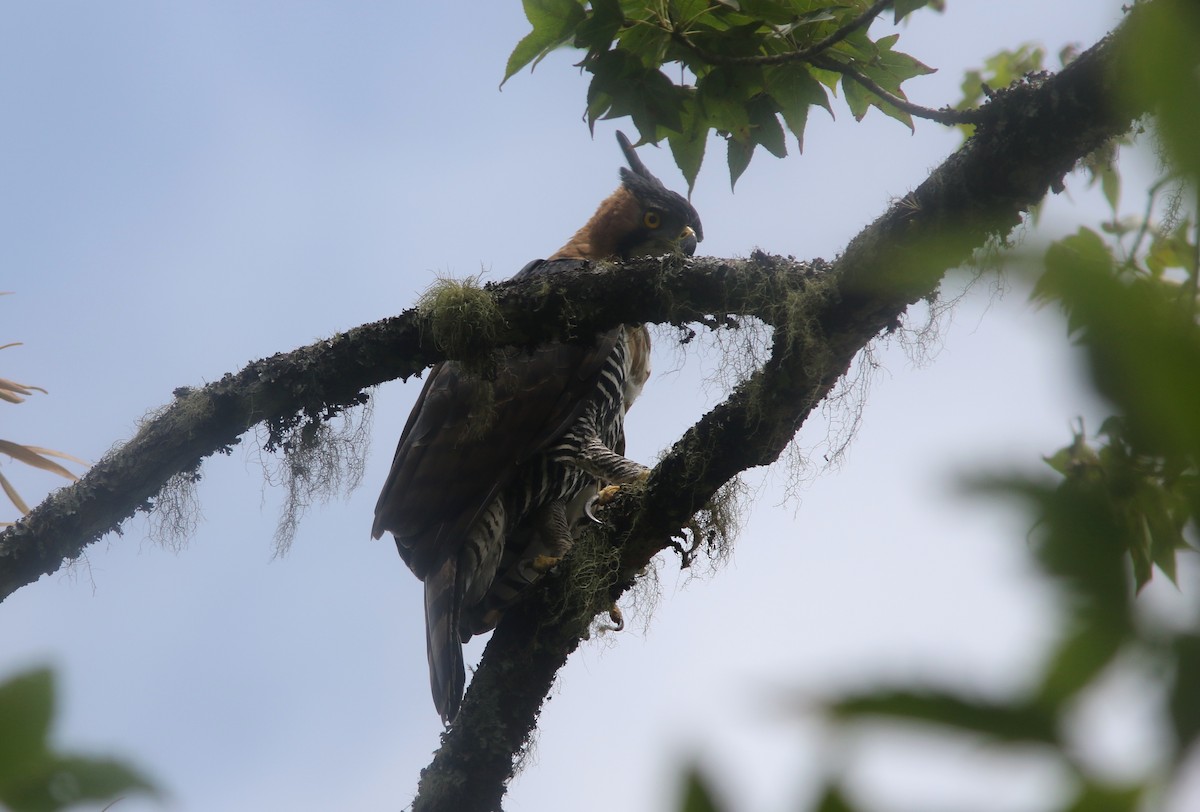 Ornate Hawk-Eagle - ML637592719