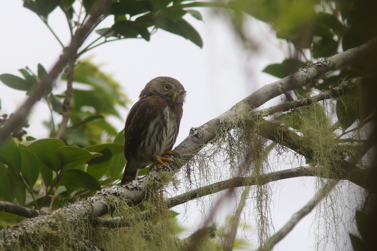 Tamaulipas Pygmy-Owl - ML637592725