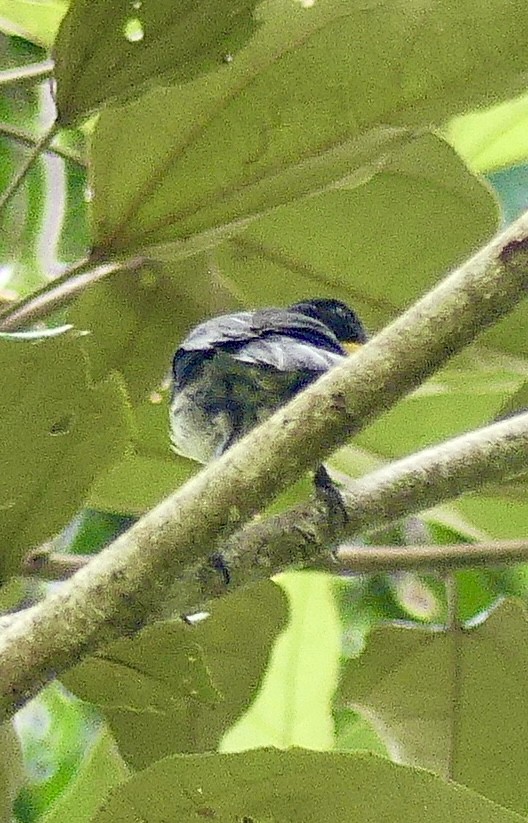 White-naped Brushfinch - ML637592739