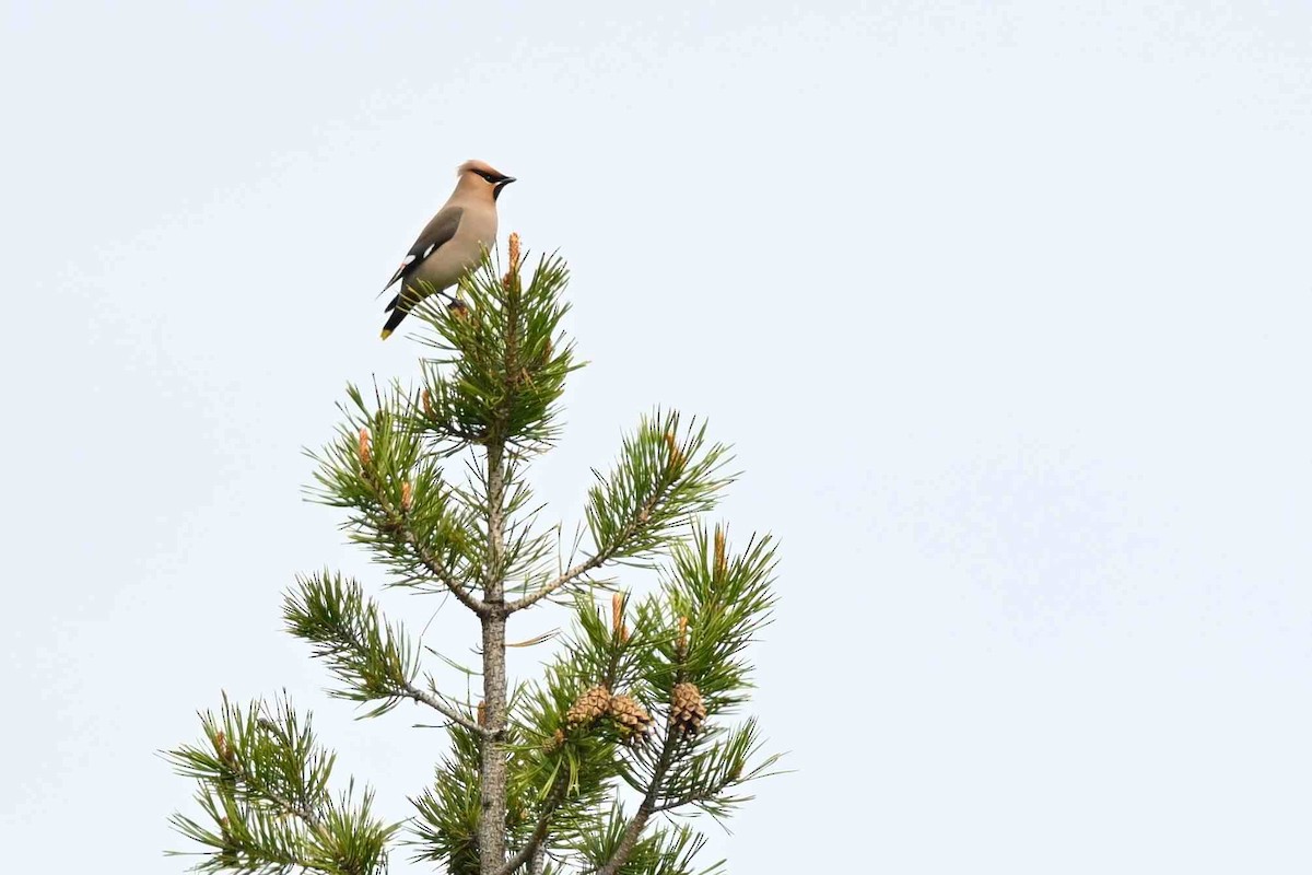Bohemian Waxwing - ML637592751