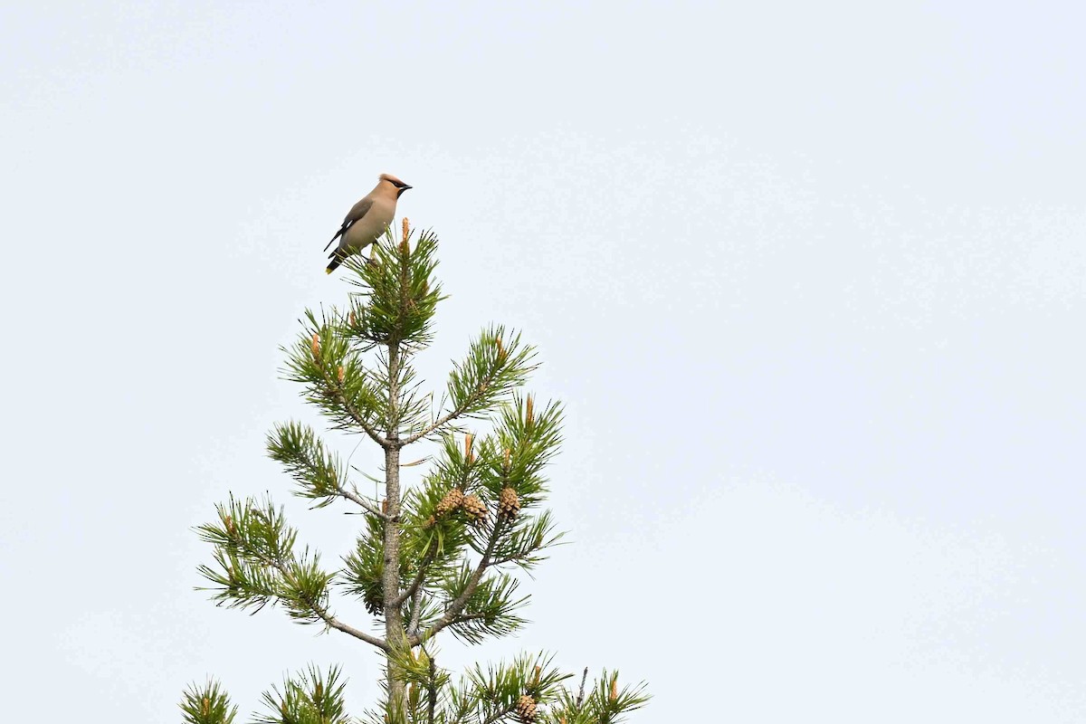 Bohemian Waxwing - ML637592752