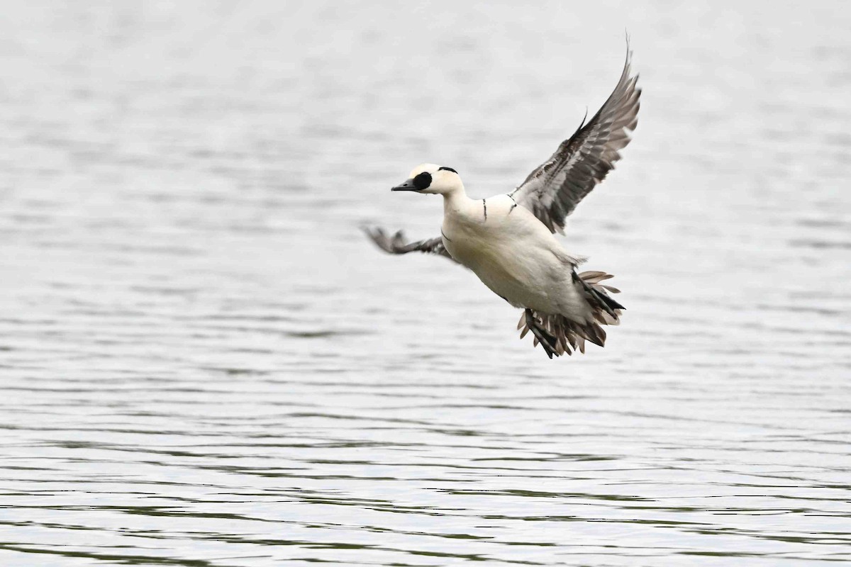 Smew - ML637592795