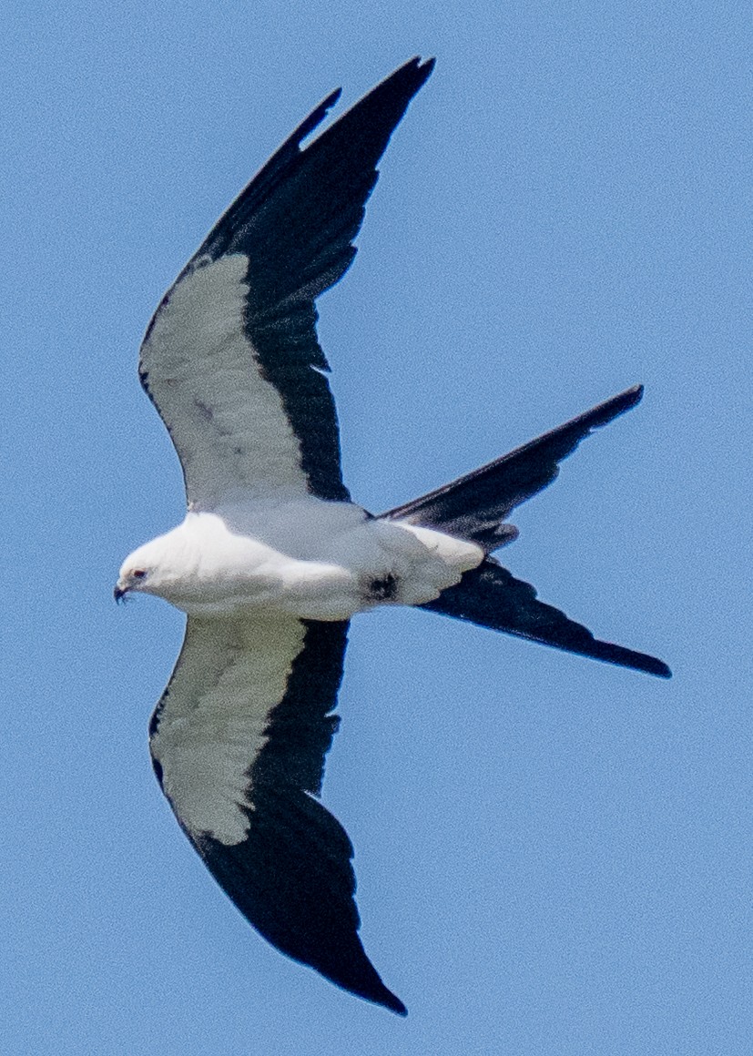 Swallow-tailed Kite - ML637592827