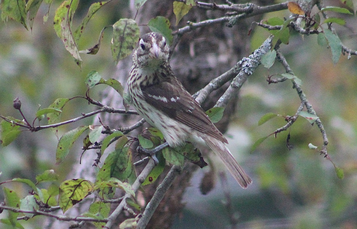 Rose-breasted Grosbeak - ML637592849