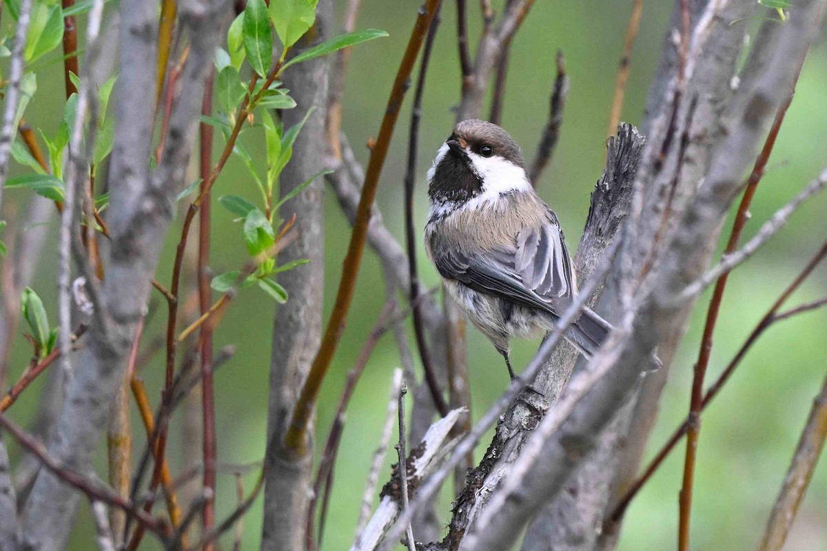 Gray-headed Chickadee - ML637592857