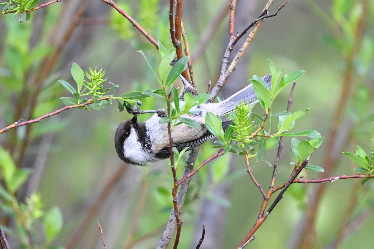 Gray-headed Chickadee - ML637592859