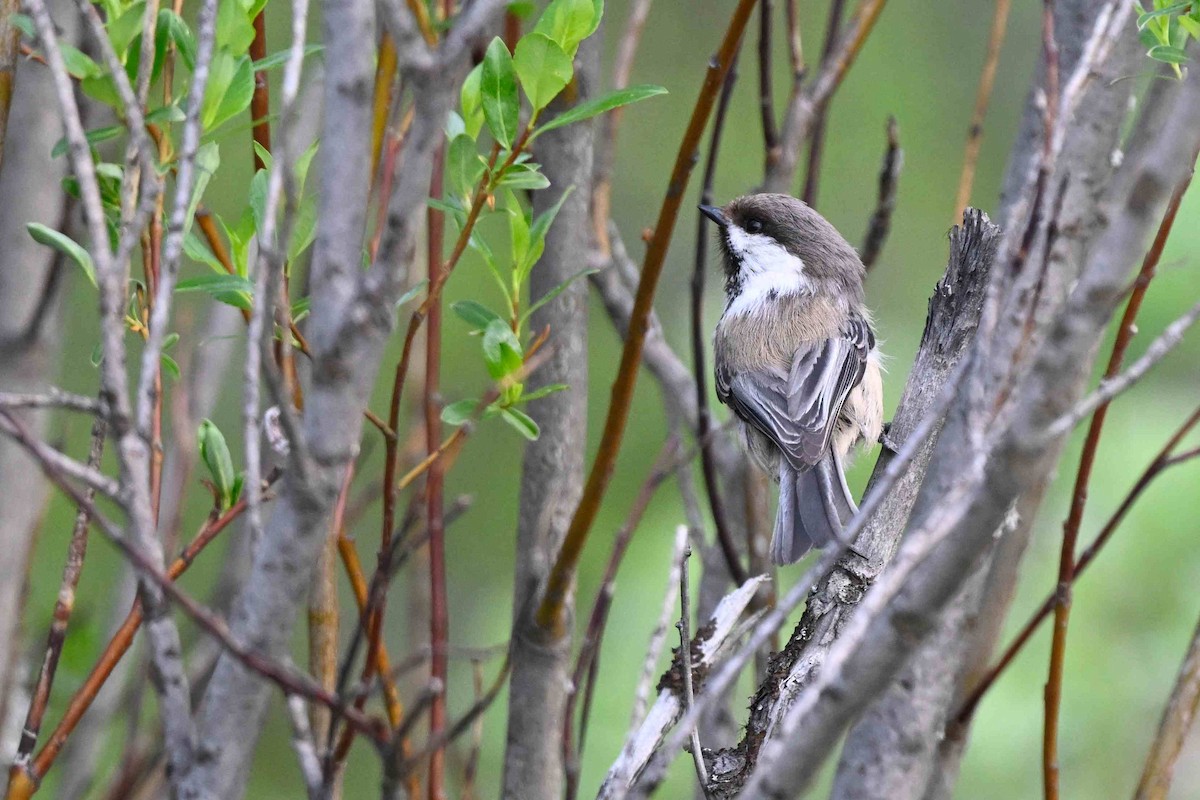 Gray-headed Chickadee - ML637592860