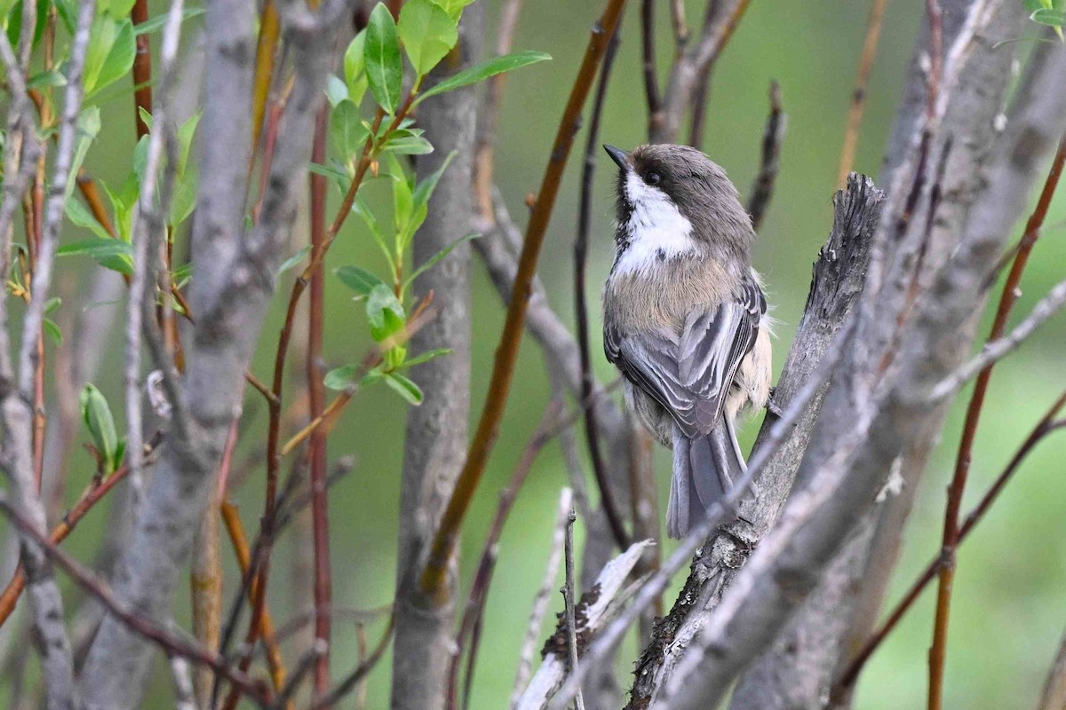 Gray-headed Chickadee - ML637592861
