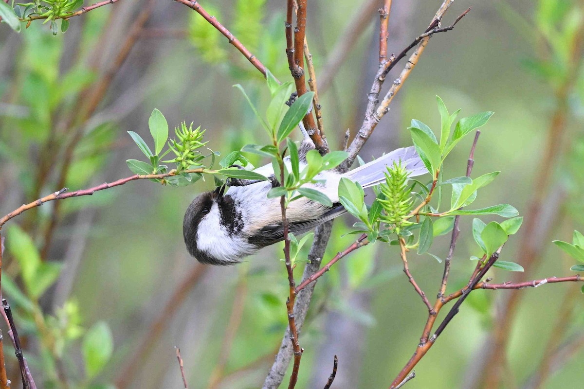 Gray-headed Chickadee - ML637592862