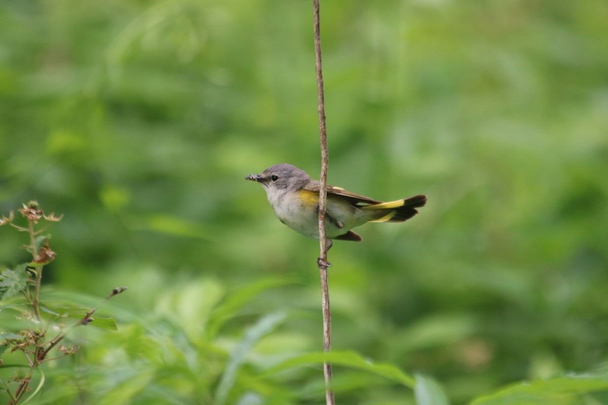 American Redstart - ML637592872