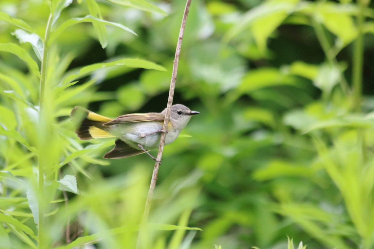 American Redstart - ML637592873