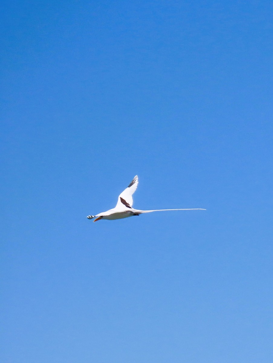 White-tailed Tropicbird - ML637592874