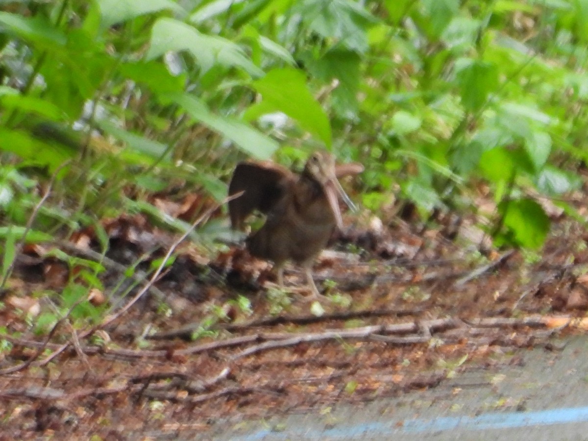 Eurasian Woodcock - ML637592877