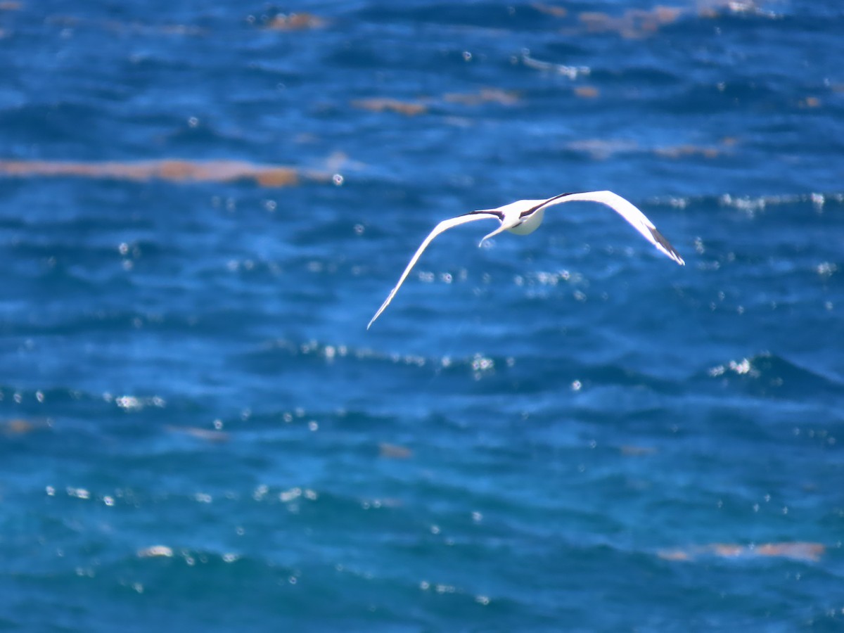 White-tailed Tropicbird - ML637592878