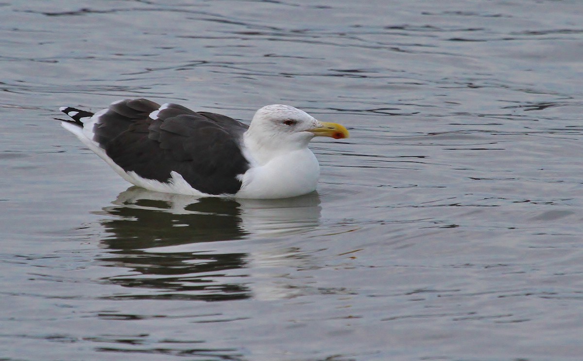 Great Black-backed Gull - ML637592892