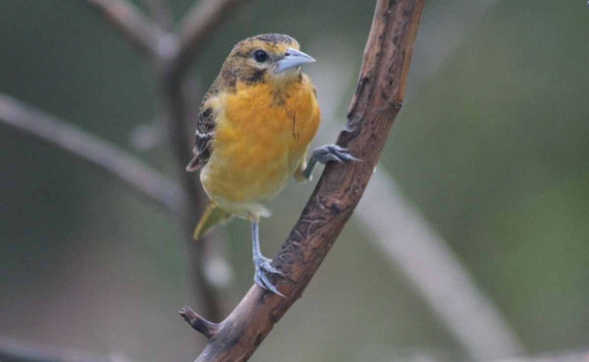 Baltimore Oriole - ML637592917