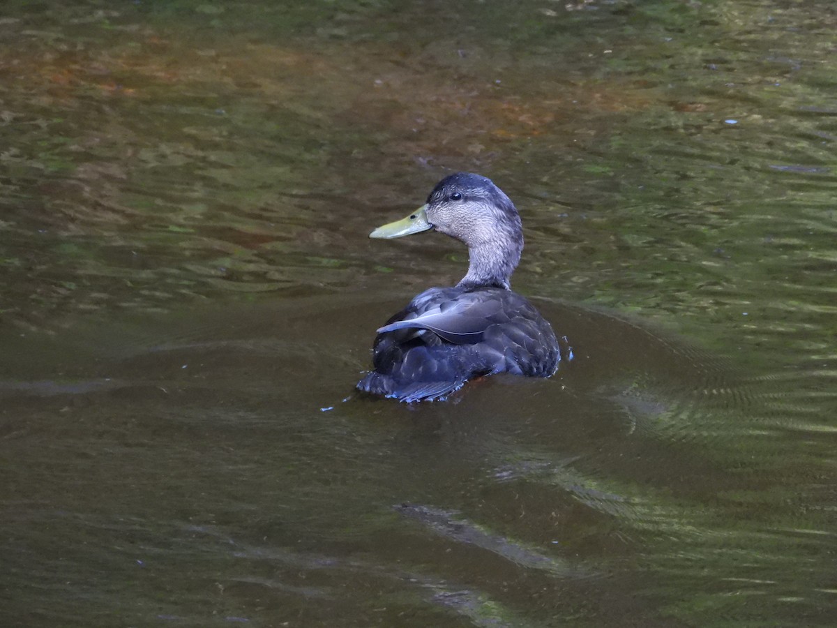American Black Duck - ML637592938