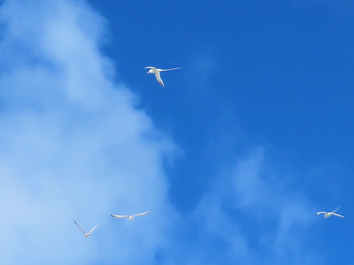 White-tailed Tropicbird - ML637592944