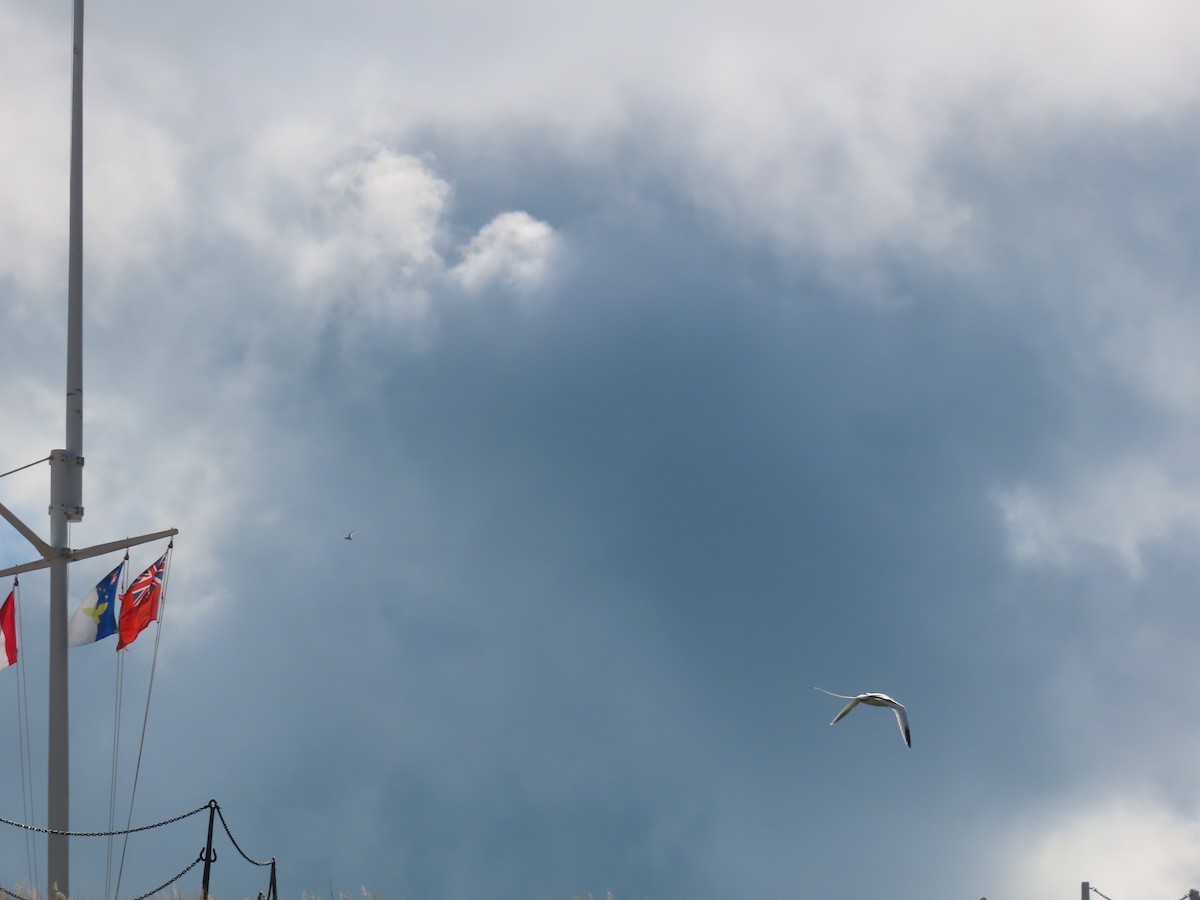 White-tailed Tropicbird - ML637592949