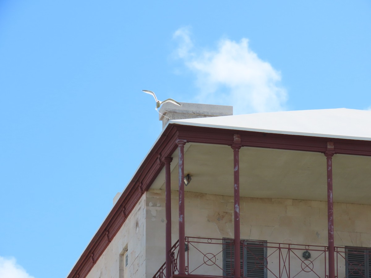 White-tailed Tropicbird - ML637592953