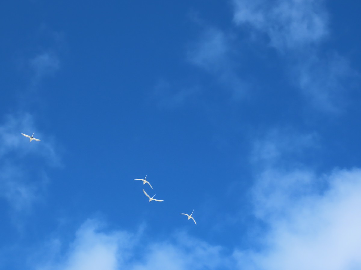 White-tailed Tropicbird - ML637592954