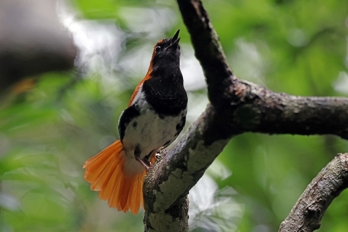 Ryukyu Robin - ML637592968