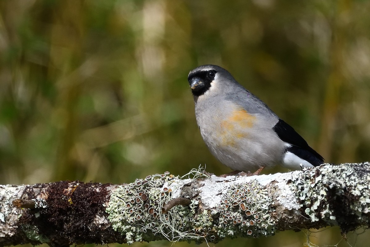 Taiwan Bullfinch - ML637592980