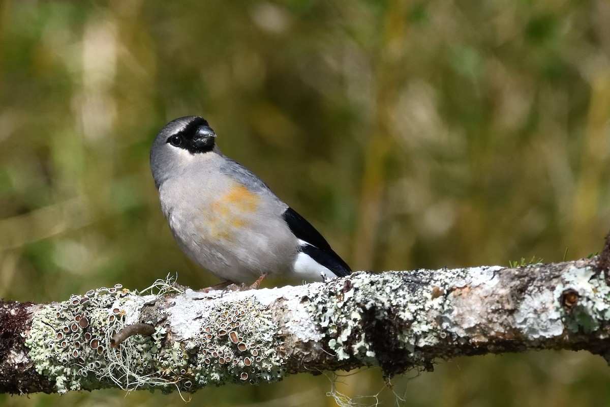 Taiwan Bullfinch - ML637592981