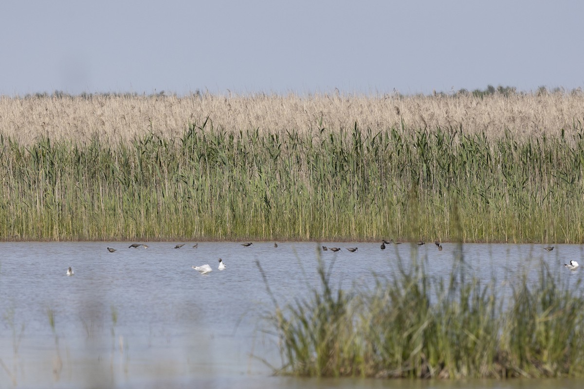 Spotted Redshank - ML637592993