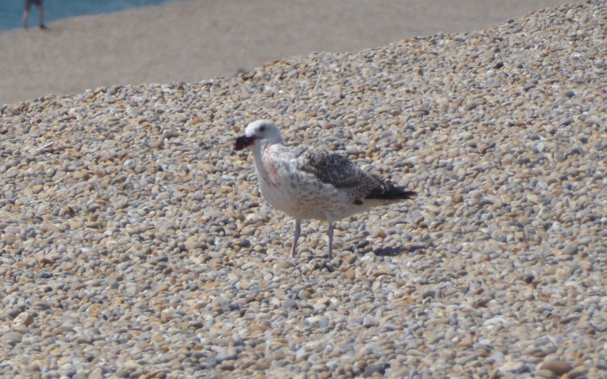 Great Black-backed Gull - ML637593107
