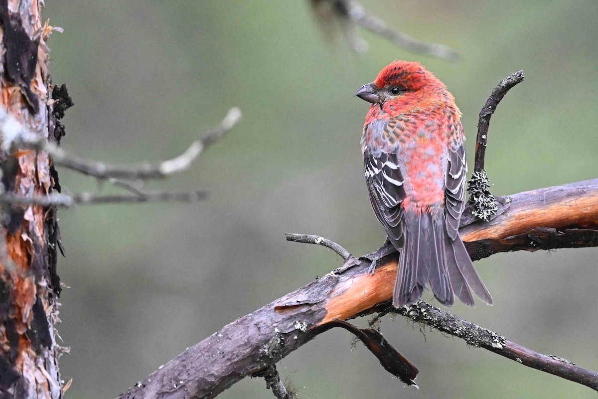 Pine Grosbeak - ML637593119