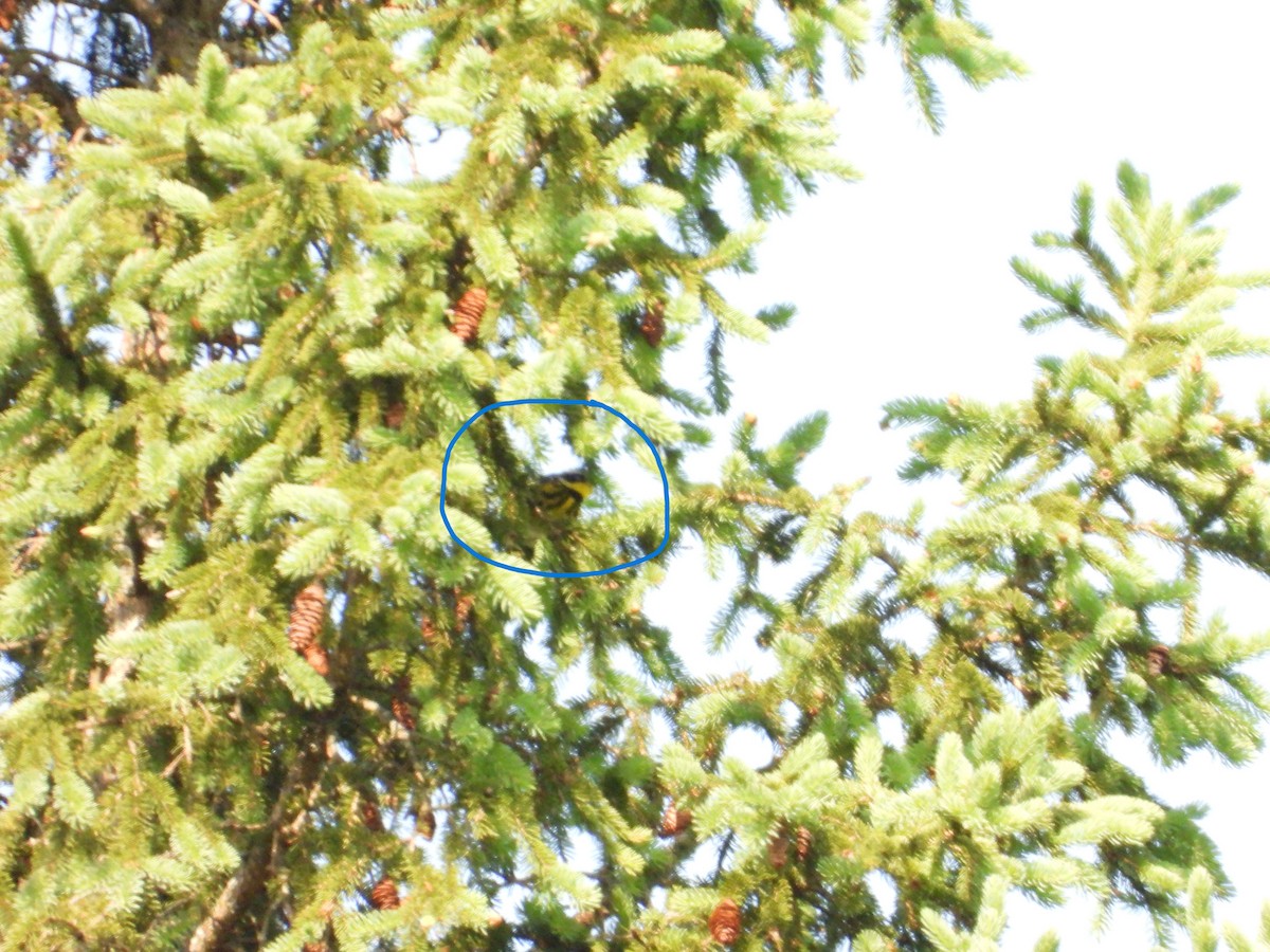 Magnolia Warbler - ML637593134