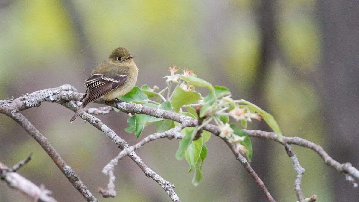 Yellow-bellied Flycatcher - ML637593138