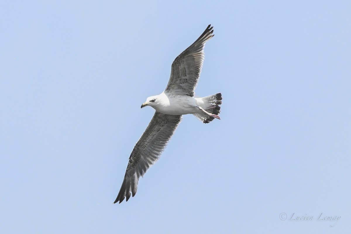 Great Black-backed Gull - ML637593144