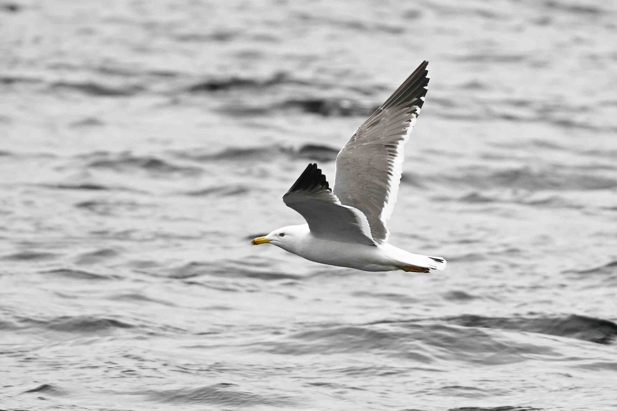 Lesser Black-backed Gull (Heuglin's) - ML637593153