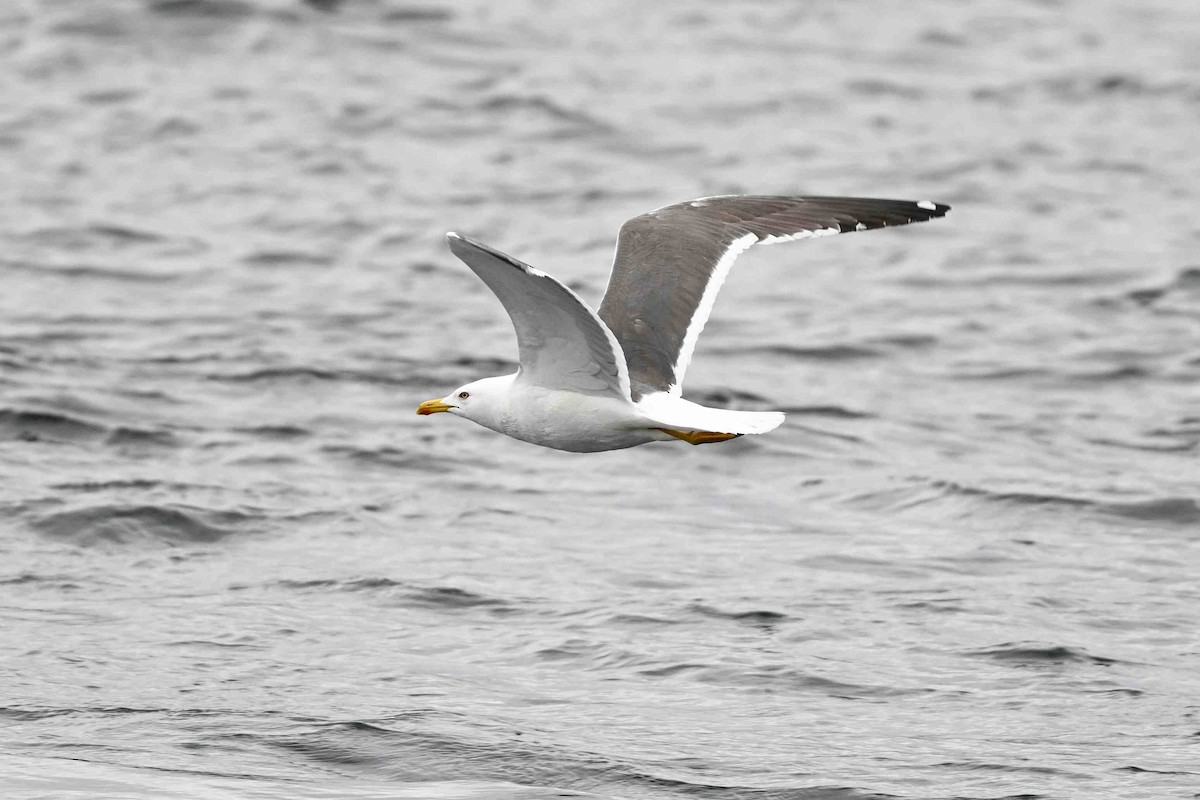 Lesser Black-backed Gull (Heuglin's) - ML637593154