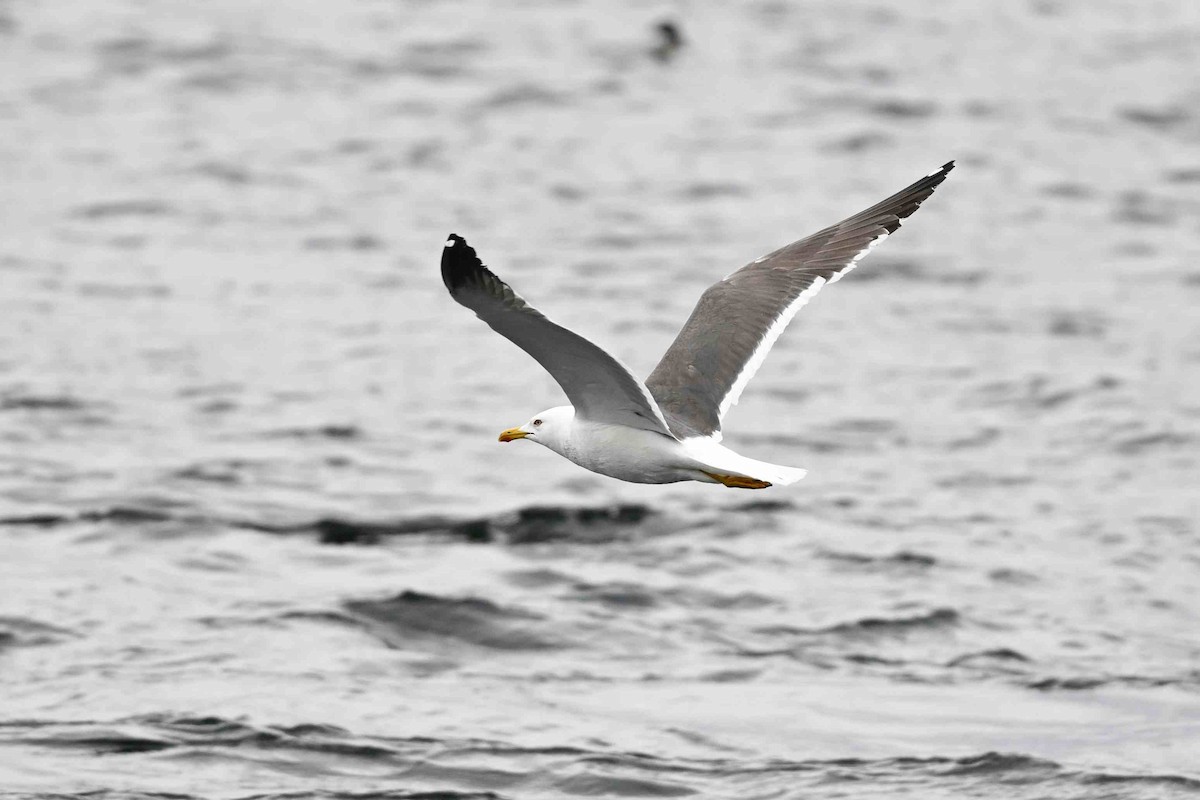 Lesser Black-backed Gull (Heuglin's) - ML637593155