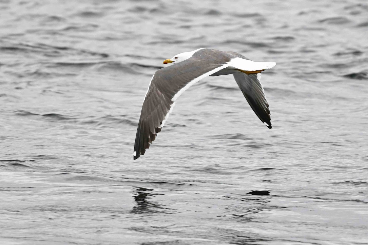 Lesser Black-backed Gull (Heuglin's) - ML637593156