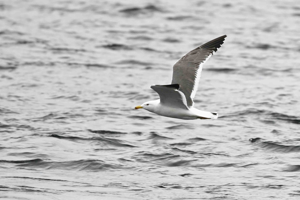Lesser Black-backed Gull (Heuglin's) - ML637593157