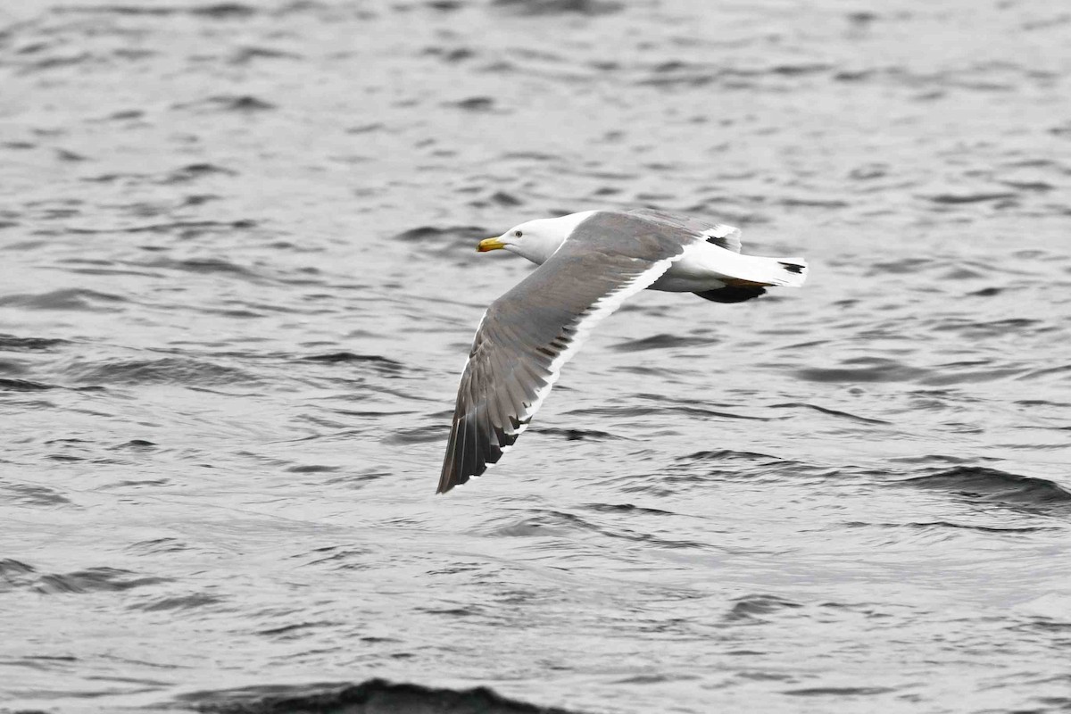 Lesser Black-backed Gull (Heuglin's) - ML637593158