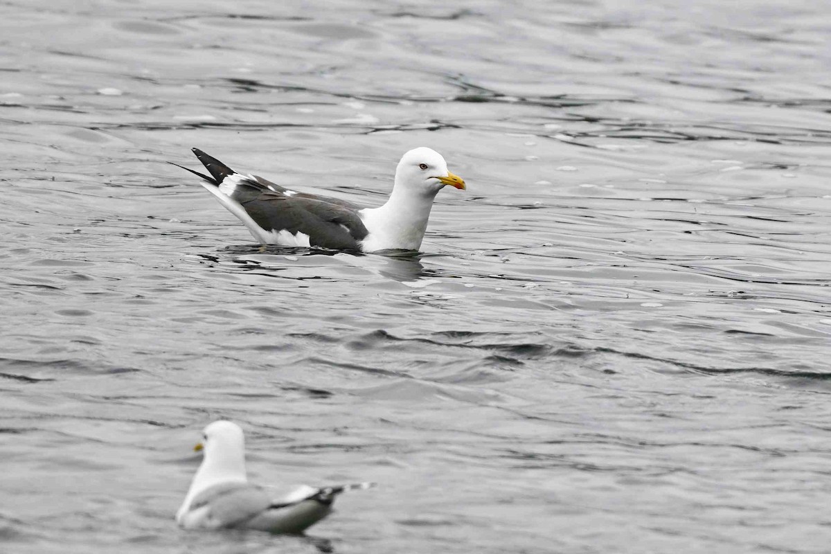 Lesser Black-backed Gull (Heuglin's) - ML637593159