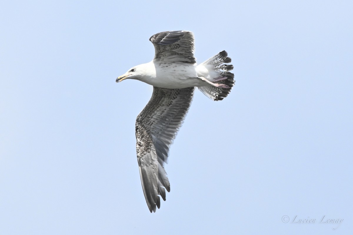 Great Black-backed Gull - ML637593162