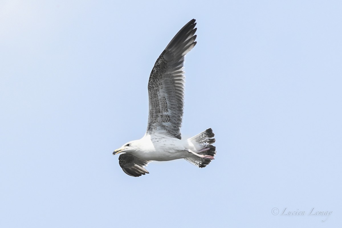 Great Black-backed Gull - ML637593168